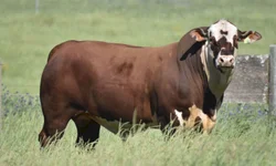 Temporada de leilões da raças Hereford e Braford  registra crescimento