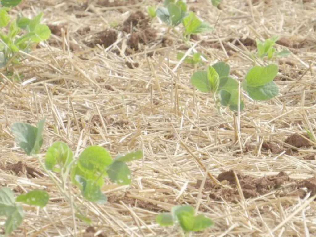 Dados apontam evolução das lavouras de grão