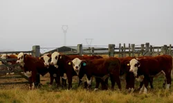 PampaPlus antecipa prazo