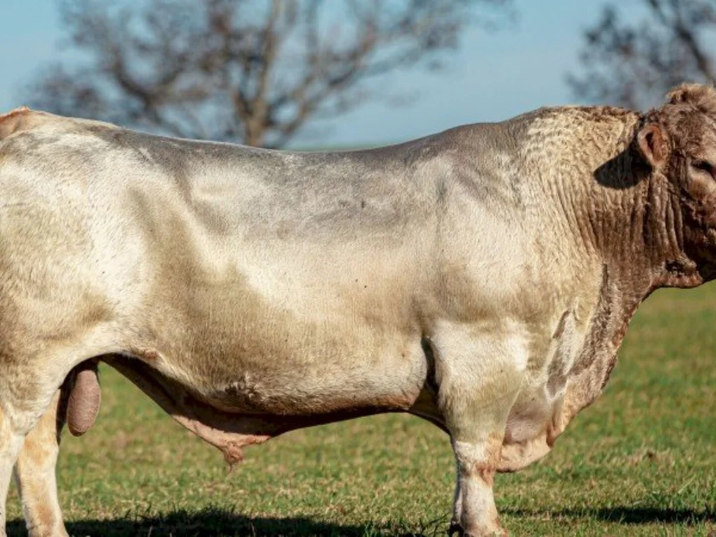 Raça Murray Grey é a novidade na Expointer