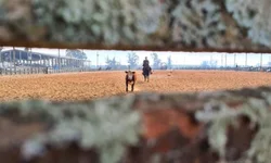 Bagé sedia provas da raça crioula