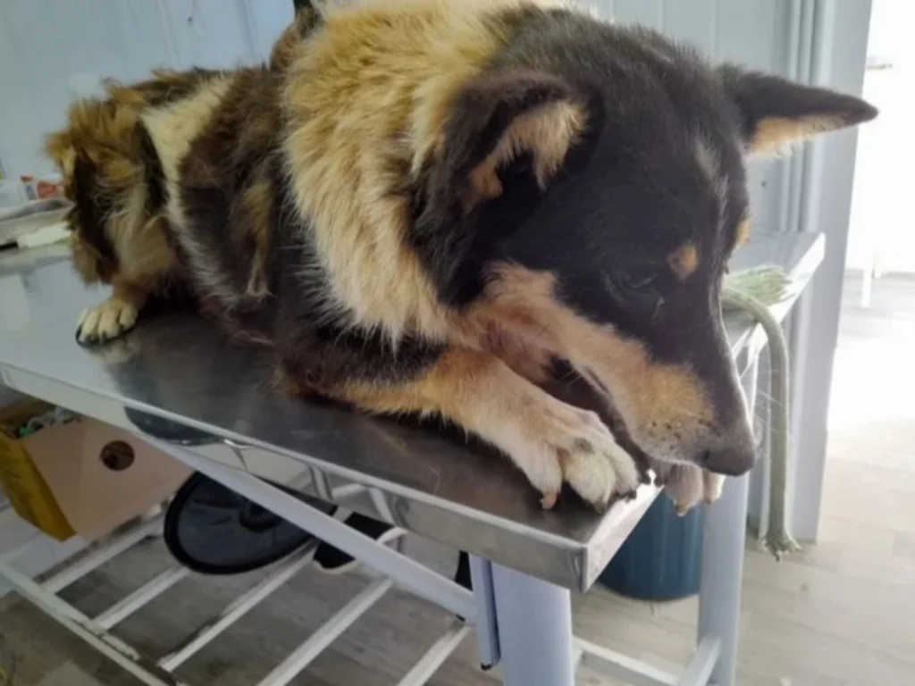 NBPA suspende socorros por tempo indeterminado