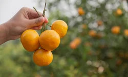 Segunda edição do Pampa Summit ocorrerá em Bagé