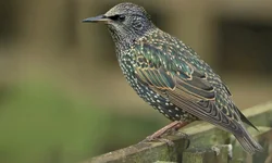 Eleição do ano que vem terá novas regras