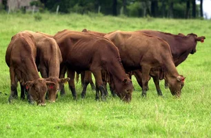 Embrapa participa de seminário internacional