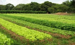 Gedeão Pereira manifesta preocupação com a seca nas lavouras