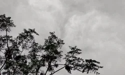 Equipe da Frei Plácido faz vaquinha on-line