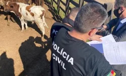 Investigação resulta em apreensão de quase 13 mil bovinos