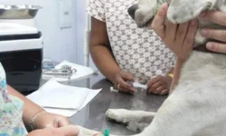 Saúde mobiliza 50 trabalhadores para sábado de vacinação