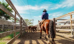 Nasce o primeiro animal Black Hereford no Brasil