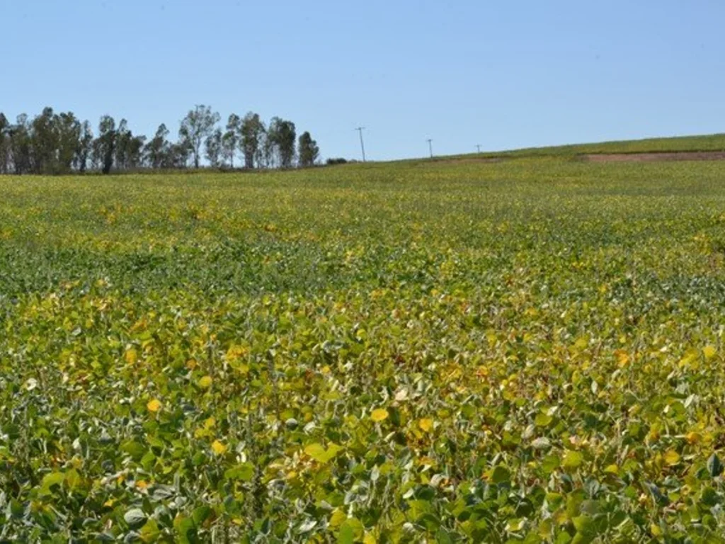 Município de Bagé perde vegetação nativa por causa da soja