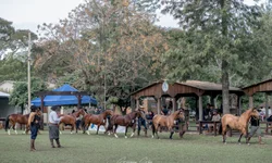 Morfologia do Cavalo Crioulo abre a temporada de finais