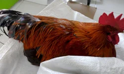 IBGE: desemprego segue em queda e fecha trimestre em 9,1%