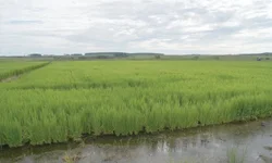 Produtores avaliam impacto da chuva nas lavouras e açudes