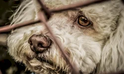 PL quer obrigar denúncia de maus-tratos em condomínios