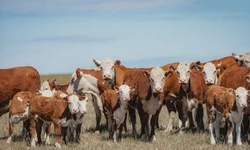 Amplia consumo de sêmen Angus produzido no país