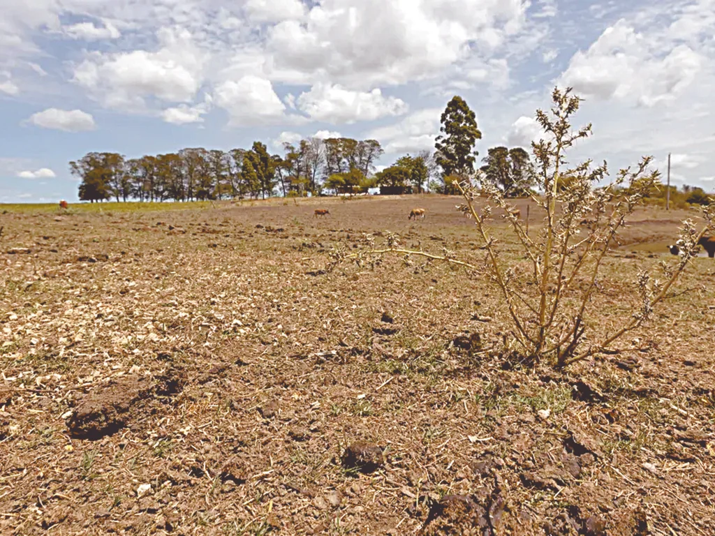 Bagé decreta situação de emergência diante da estiagem