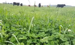 Embrapa firma protocolo para reduzir gases de efeito estufa