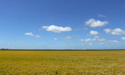 Dados apontam evolução das lavouras de grão