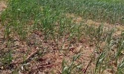 Emater estima redução da soja na região de Bagé