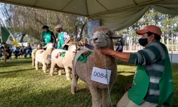 Jurados das raças Hereford e Braford são definidos