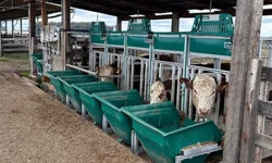 Conselho Rural discute controle de carrapato e incentivos para produtores