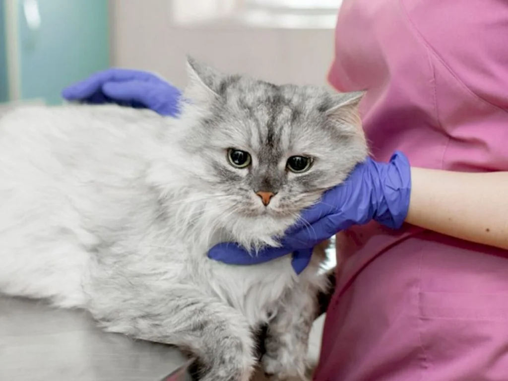 Época é de vacinação contra a gripe felina