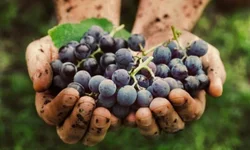 Escola de Bagé recebe prêmio estadual por nota na alfabetização