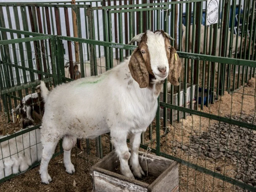 Ovinos e caprinos lideram participação na Expointer