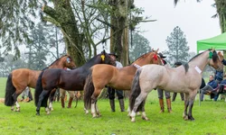 Cavalo Crioulo pode virar símbolo natural de Bagé