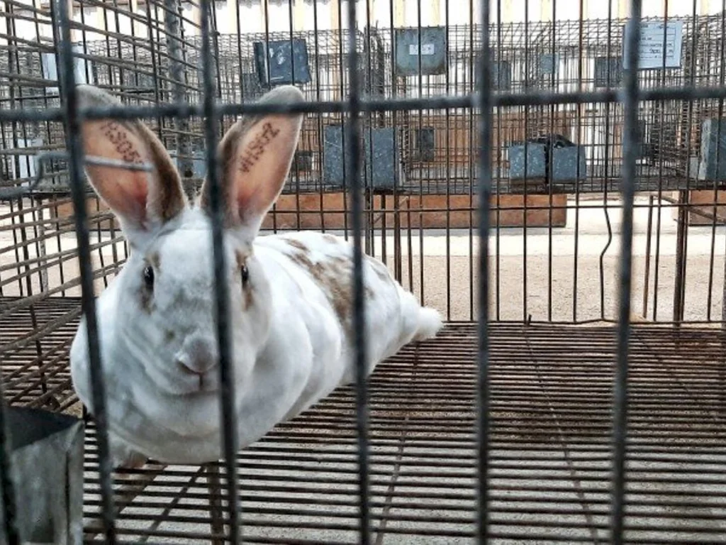 Os pequenos também tem vez na Expointer