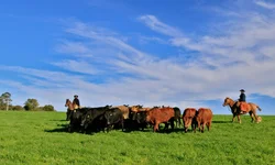 Oitavo Simpósio de Bovinocultura terá programação internacional