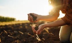 Safra Gaúcha de Grãos cai 8,9% mesmo com alta no arroz e milho