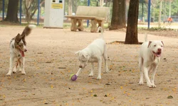 Estatuto dos Cães e Gatos avança no Senado