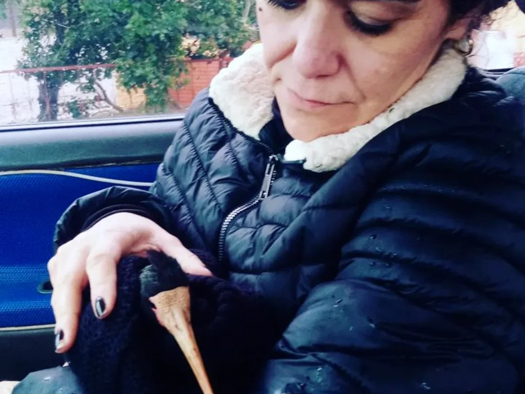 Aves são resgatadas e tratadas após “pedras gigantes”