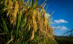 Terra Forte chega a Bagé e outros municípios da Campanha