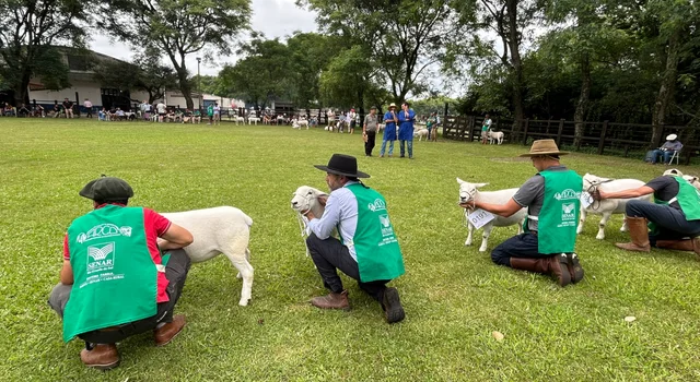 Ovinocultura gaúcha registra R$ 5 milhões em negócios