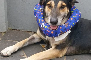 Tutora detalha rotina e cuidado com Nino após ataque