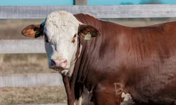 Nasce o primeiro animal Black Hereford no Brasil