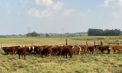 Médias da temporada de primavera devem crescer 20%