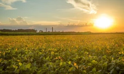 Emater estima redução da soja na região de Bagé
