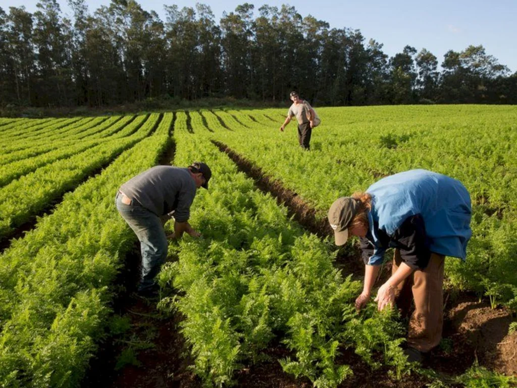 Prazo de emissão da DAP é prorrogado