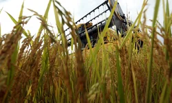Safra Gaúcha de Grãos cai 8,9% mesmo com alta no arroz e milho