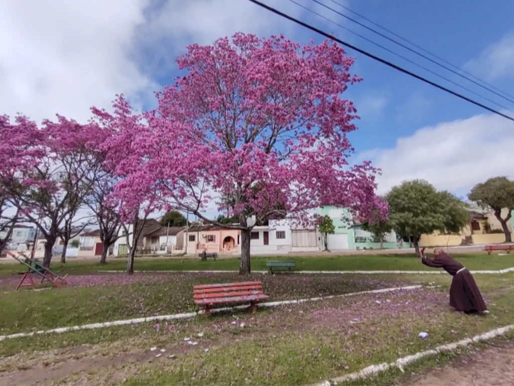 O ipê, o frei e os ‘santinhos’