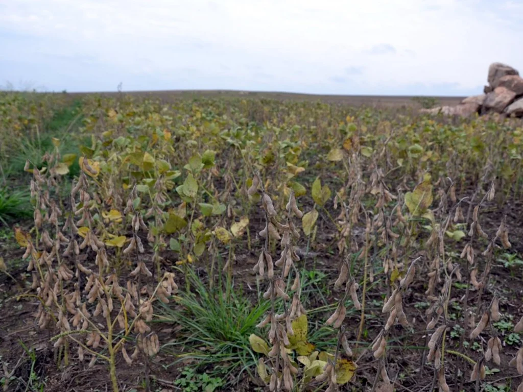 Técnicos levantam dados e informações das culturas de inverno