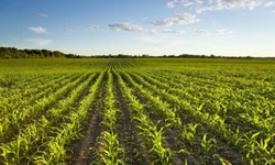 Novas regras são estabelecidas para agrotóxicos