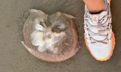 La Niña retorna “fraco e breve” e Estado já registra perdas