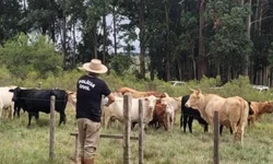 Homem não apresenta documentos e animais são apreendidos