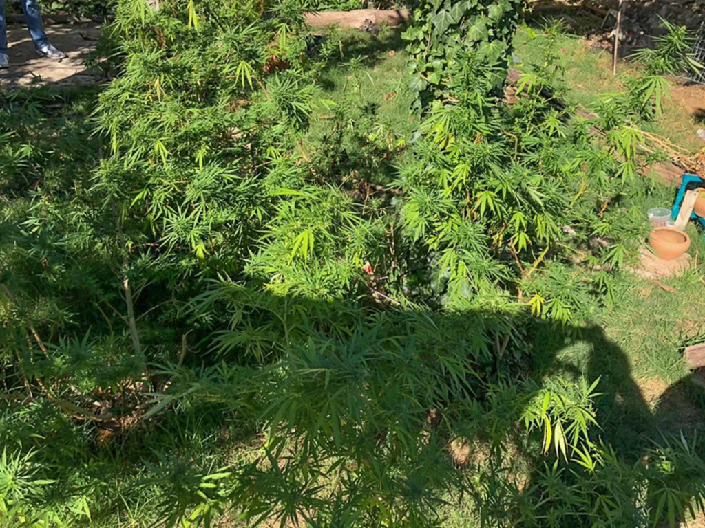 Delegado e advogado falam sobre descriminalização