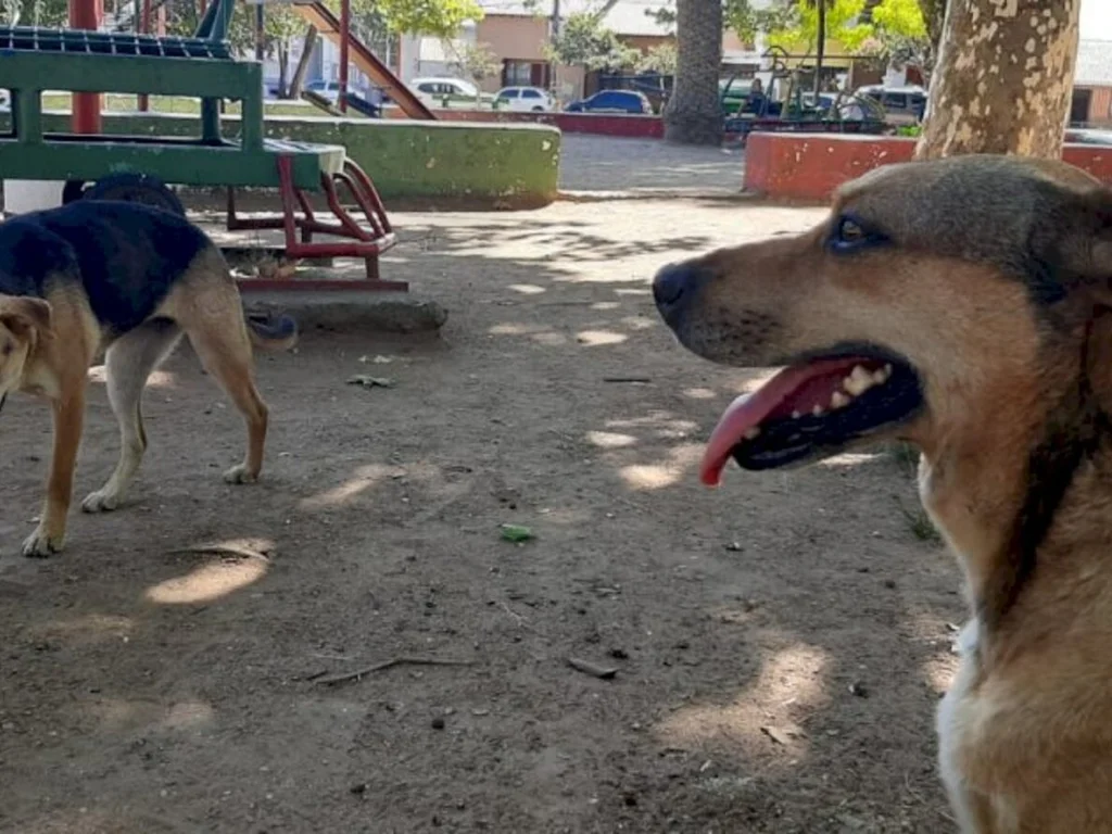 Animais precisam de ajuda para enfrentar onda de calor